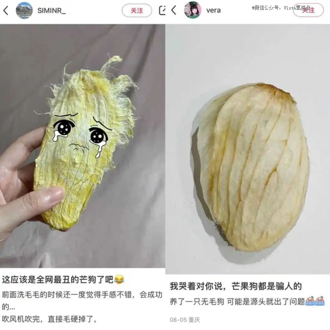 「芒果核嗦成的毛毛狗」，月薪2万打工人的新爱宠