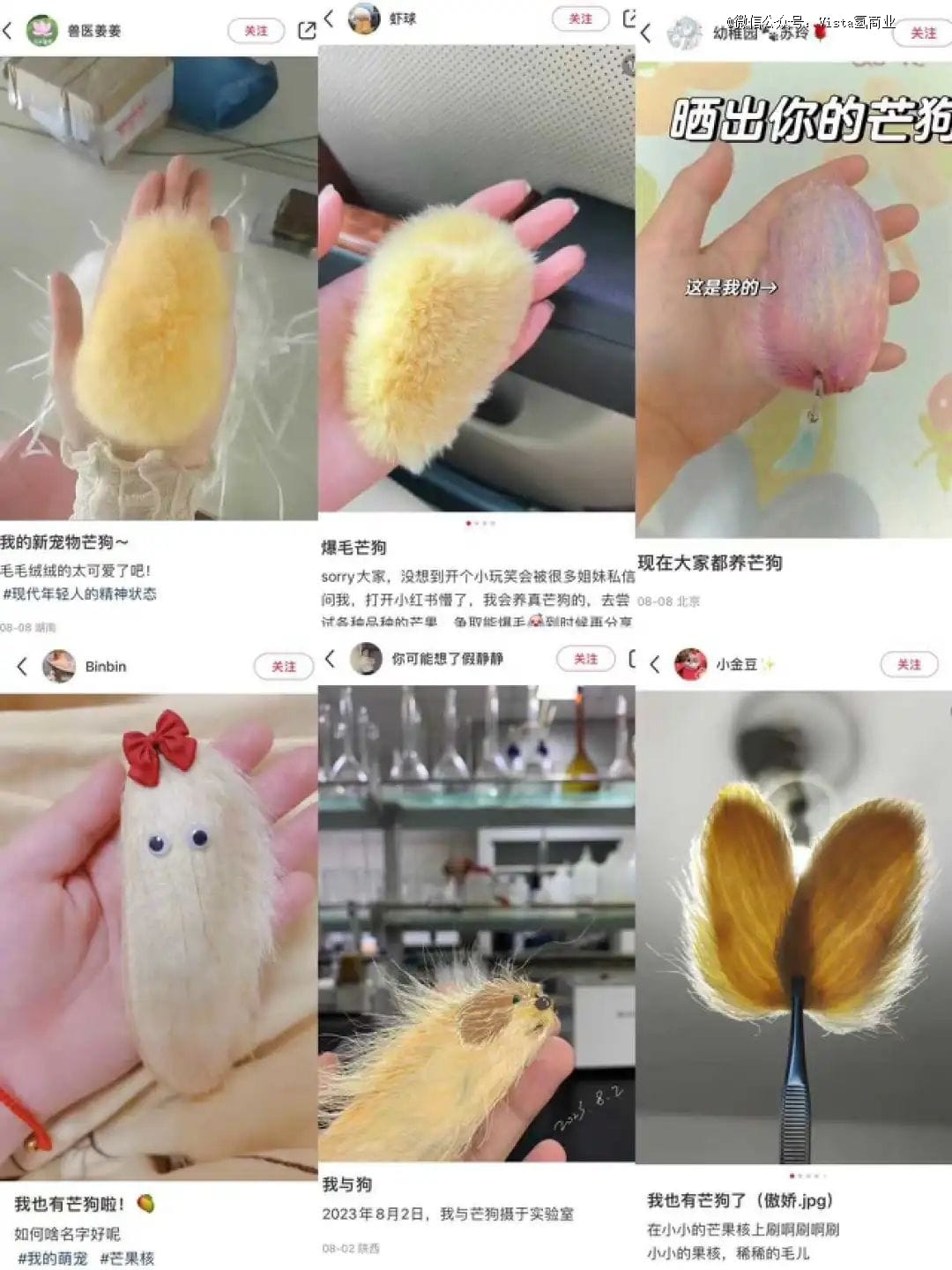 「芒果核嗦成的毛毛狗」，月薪2万打工人的新爱宠