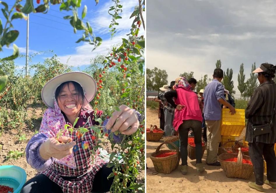 90后新农人，在抖音电商分享西北大地的丰收“红”_行业动态