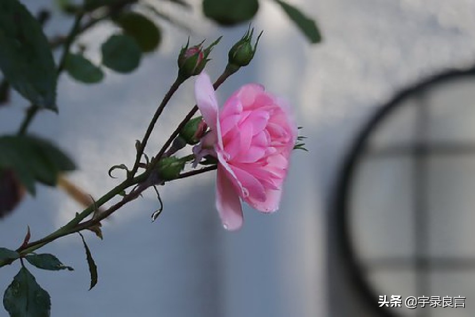 对工作的态度和责任心的句子（积极工作的正能量语录）